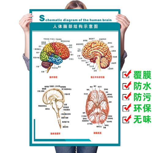 脑结构知识自己知识不够(知识结构偏低)